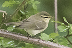 Lundsångare/Phylloscopus trochiloides/Greenish Warbler